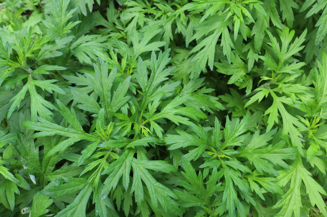 Mugwort: Korea’s Ancient Herb for Modern Wellness, Cuisine, and Beyond