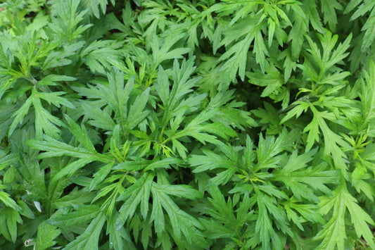 Mugwort: Korea’s Ancient Herb for Modern Wellness, Cuisine, and Beyond