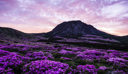 Experience the Best of Jeju Island: From Nature to Festivals - Kim'C Market