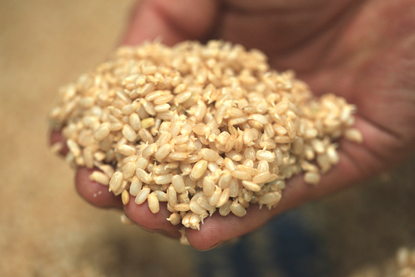 Organic Germinated Brown Rice