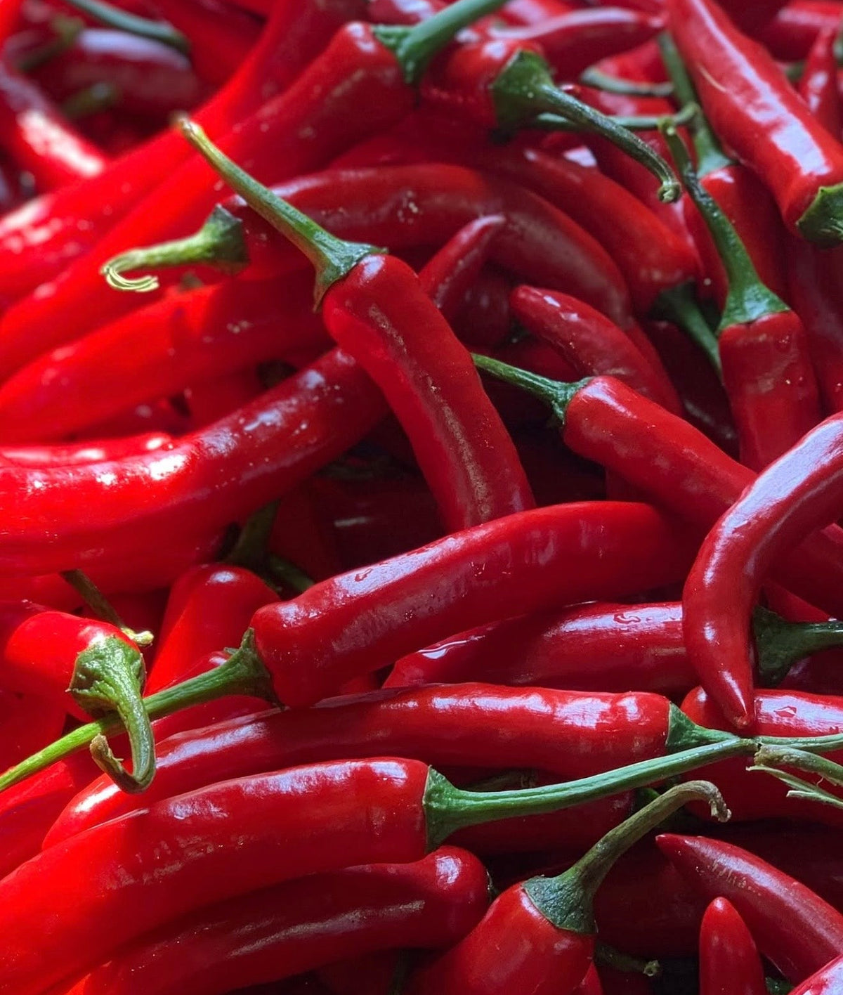 Close-up of red chili peppers with green stems