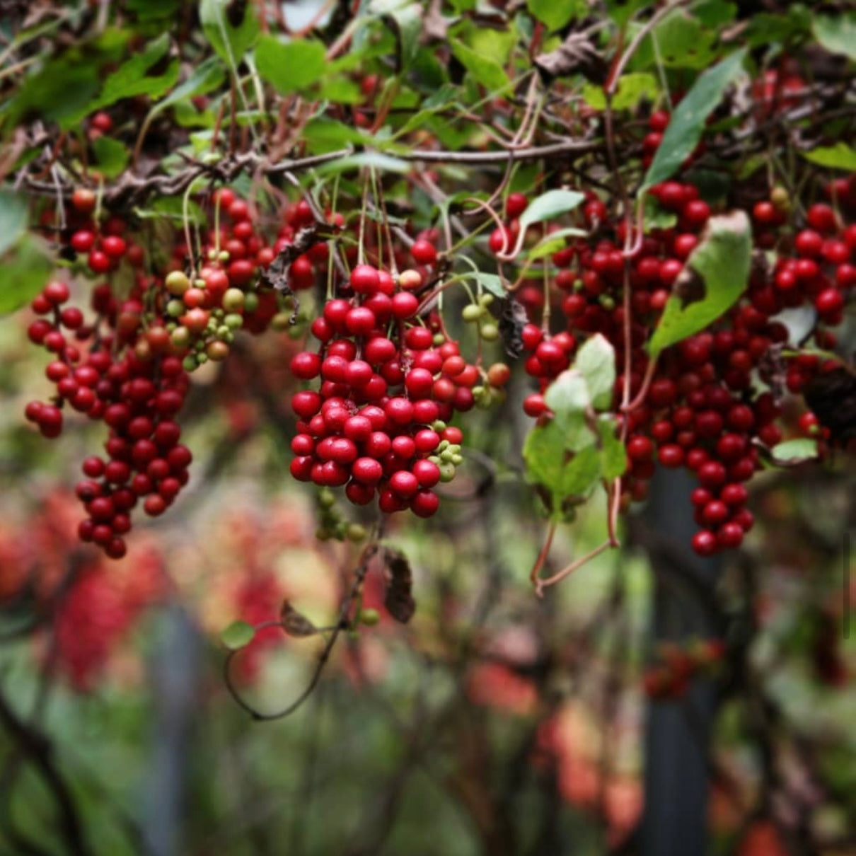 Omija Extract (500ml)