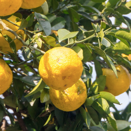 Organic Yuzu/Yuja (Citron) Juice