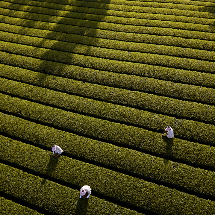 Osulloc Tea Series
