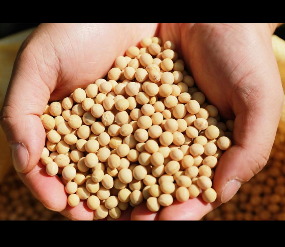 Yellow Soybean