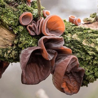 Dried Tree-Ear Mushroom (2 Kinds) 100g