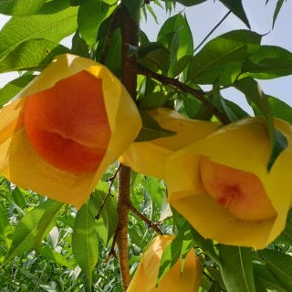 Dried Peach - Kim'C Market