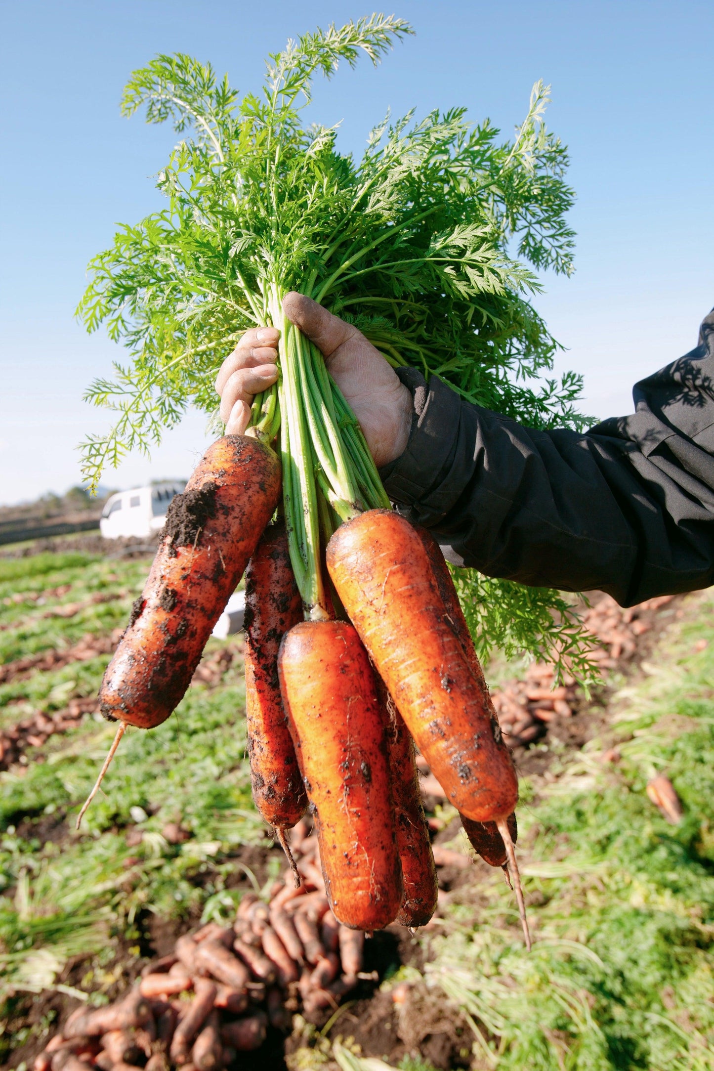 Jeju Carrot Juice 100 (Sell by 8/11/23) - Kim'C Market