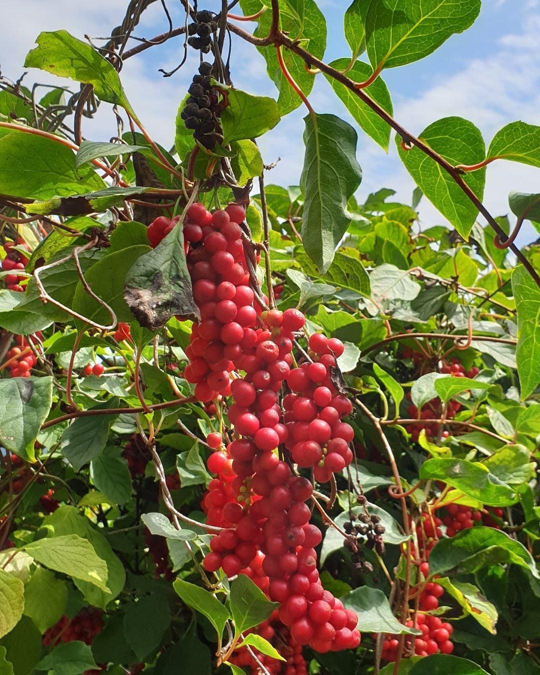 Omija Cheong (1000ml) - Kim'C Market