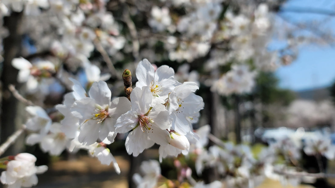 Welcoming the Spring Equinox: Renewal, Balance, and the Korean Table