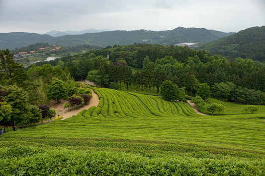 From Korea to Ireland: A Green Celebration of St. Patrick’s Day