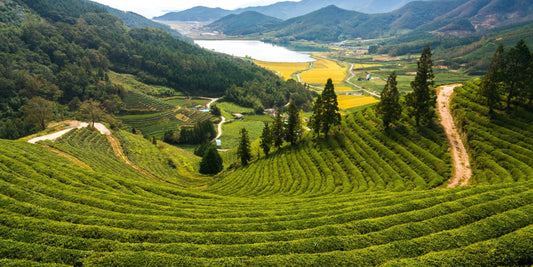 Organic green tea fields in Boseong, Korea, where Kim’C Market’s matcha begins