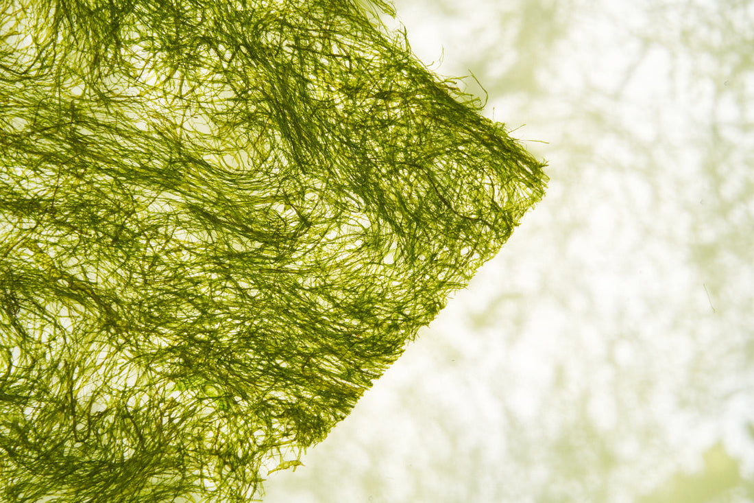 The Seaweed That Couldn't Travel — Korea's Gamtae Has Finally Left the Coast