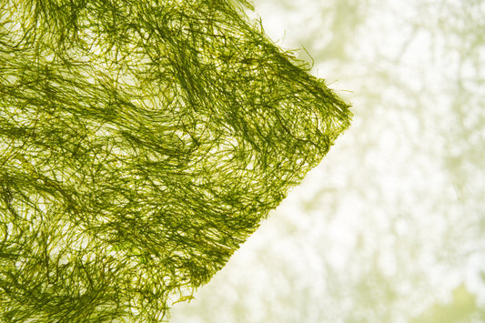 The Seaweed That Couldn't Travel — Korea's Gamtae Has Finally Left the Coast