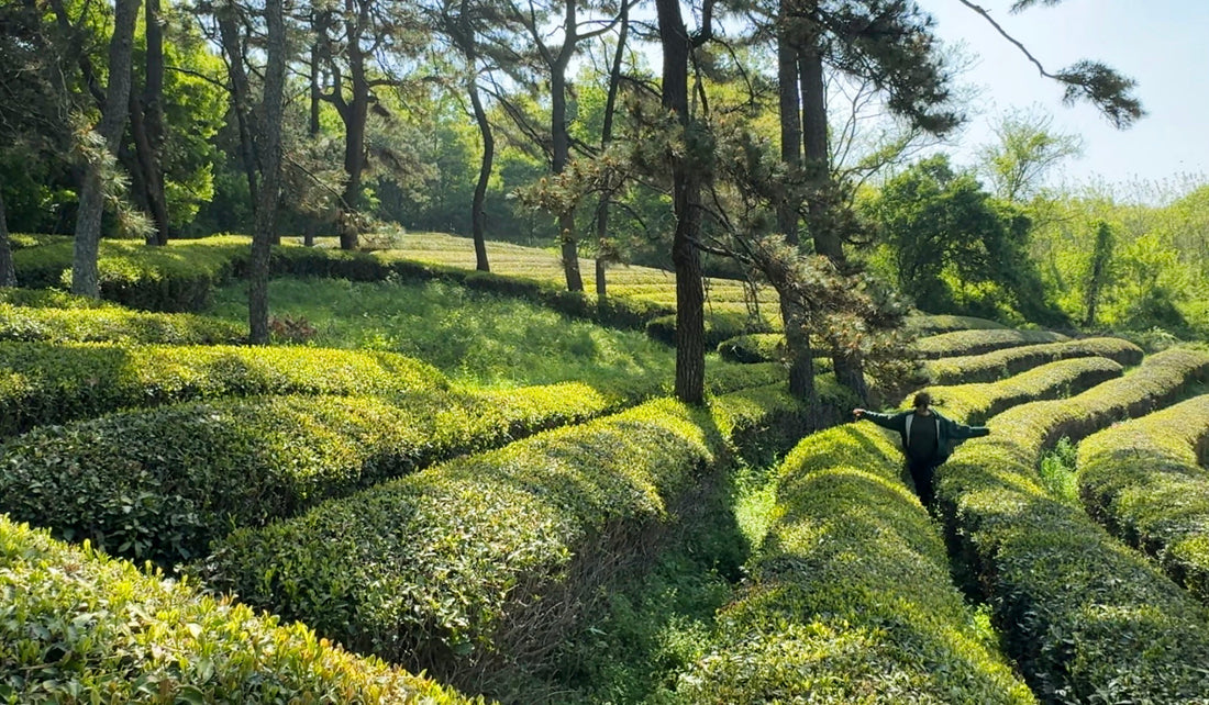 Before You Drink the Tea: What We Found in the Tea Fields of Boseong