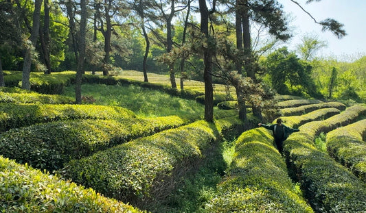 Before You Drink the Tea: What We Found in the Tea Fields of Boseong