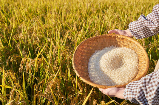 Haepssal: New Rice Is Only as Good as Its Mill Date