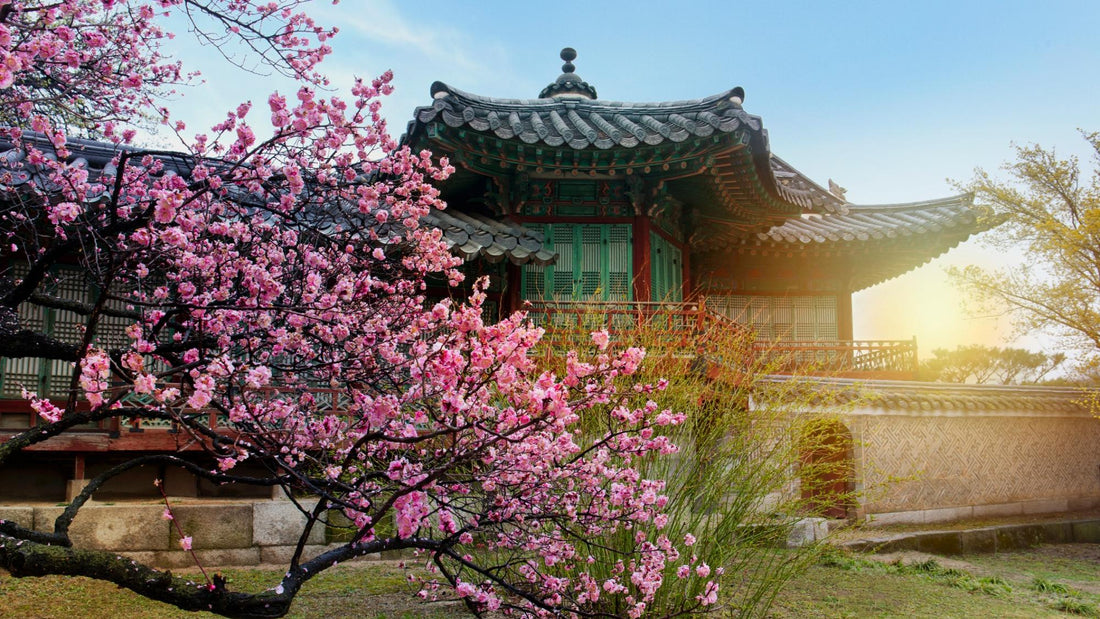 Traditional Korean hanok with pink spring blossoms in April, Seoul, South Korea