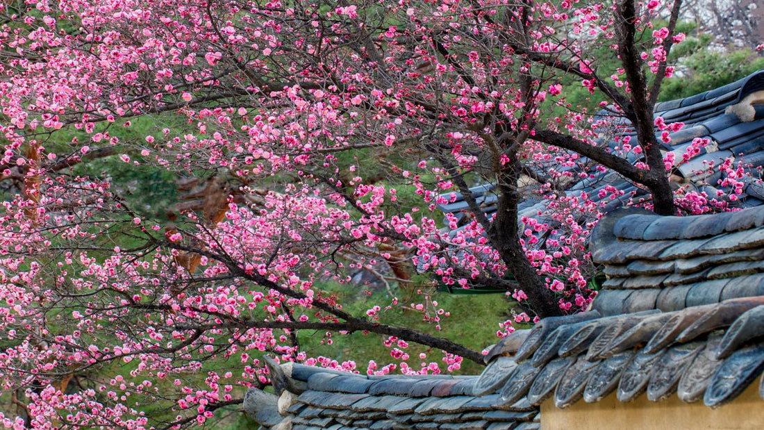 Hadong plum blossoms over traditional Korean rooftops in spring, representing the origin of maesil (Korean green plum)