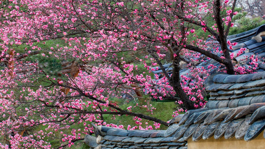 Hadong plum blossoms over traditional Korean rooftops in spring, representing the origin of maesil (Korean green plum)