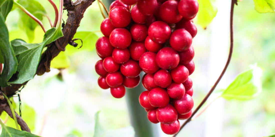Close-up of fresh Korean omija berries growing on the vine, known as Korea’s five-flavor fruit.