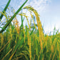 Rice plant stalks with golden grain heads in a field