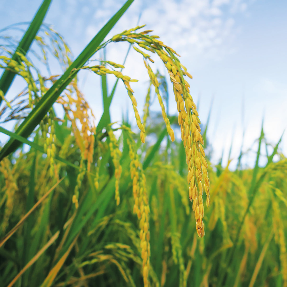 Rice plant stalks with golden grain heads in a field