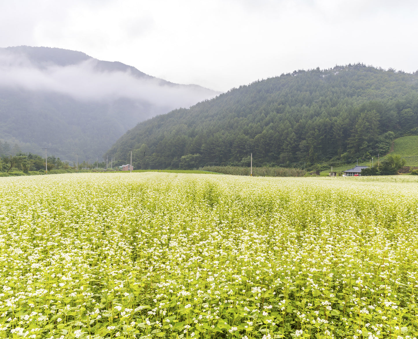 Organic Tartary Buckwheat Tea