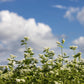 Organic Tartary Buckwheat Tea