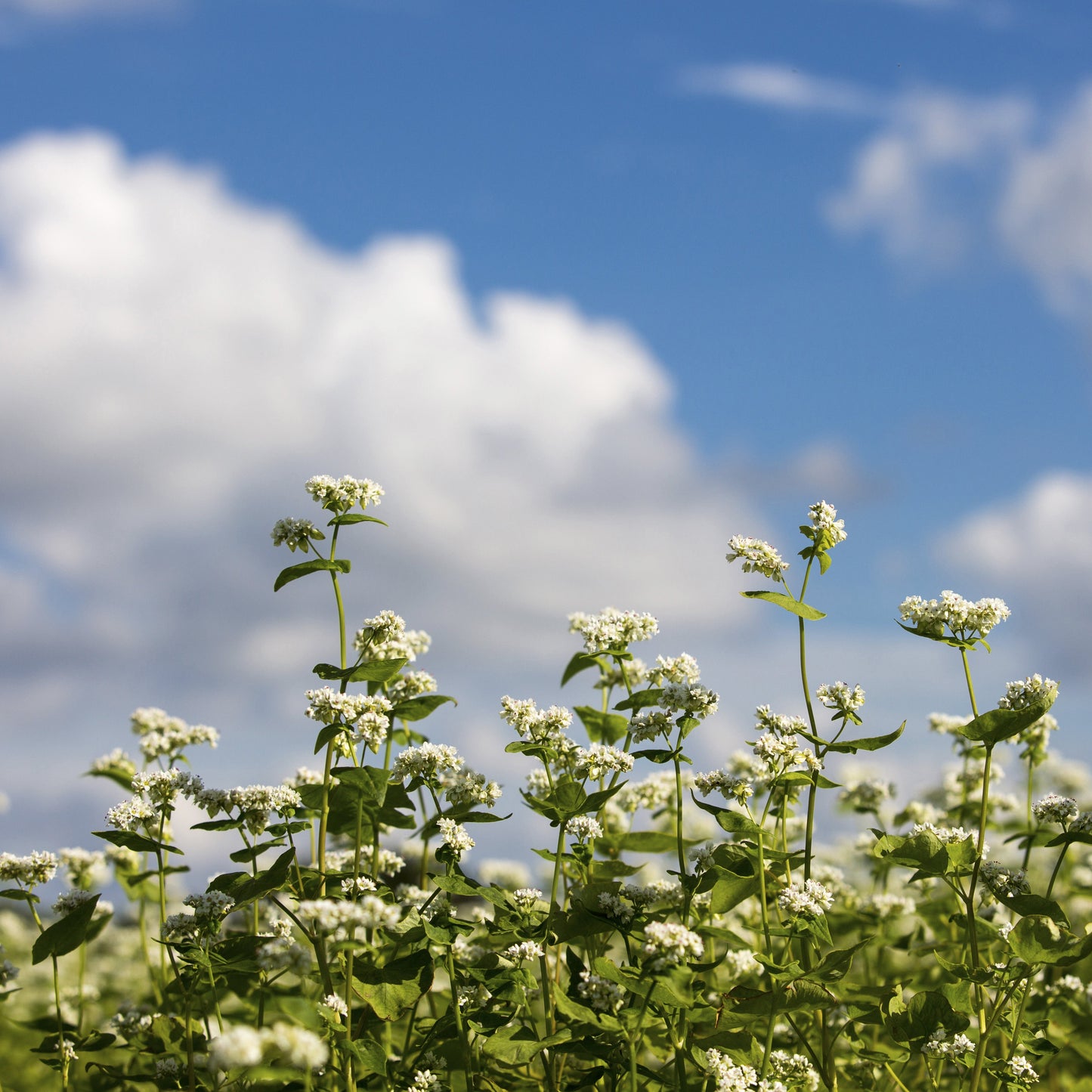 Organic Tartary Buckwheat Tea