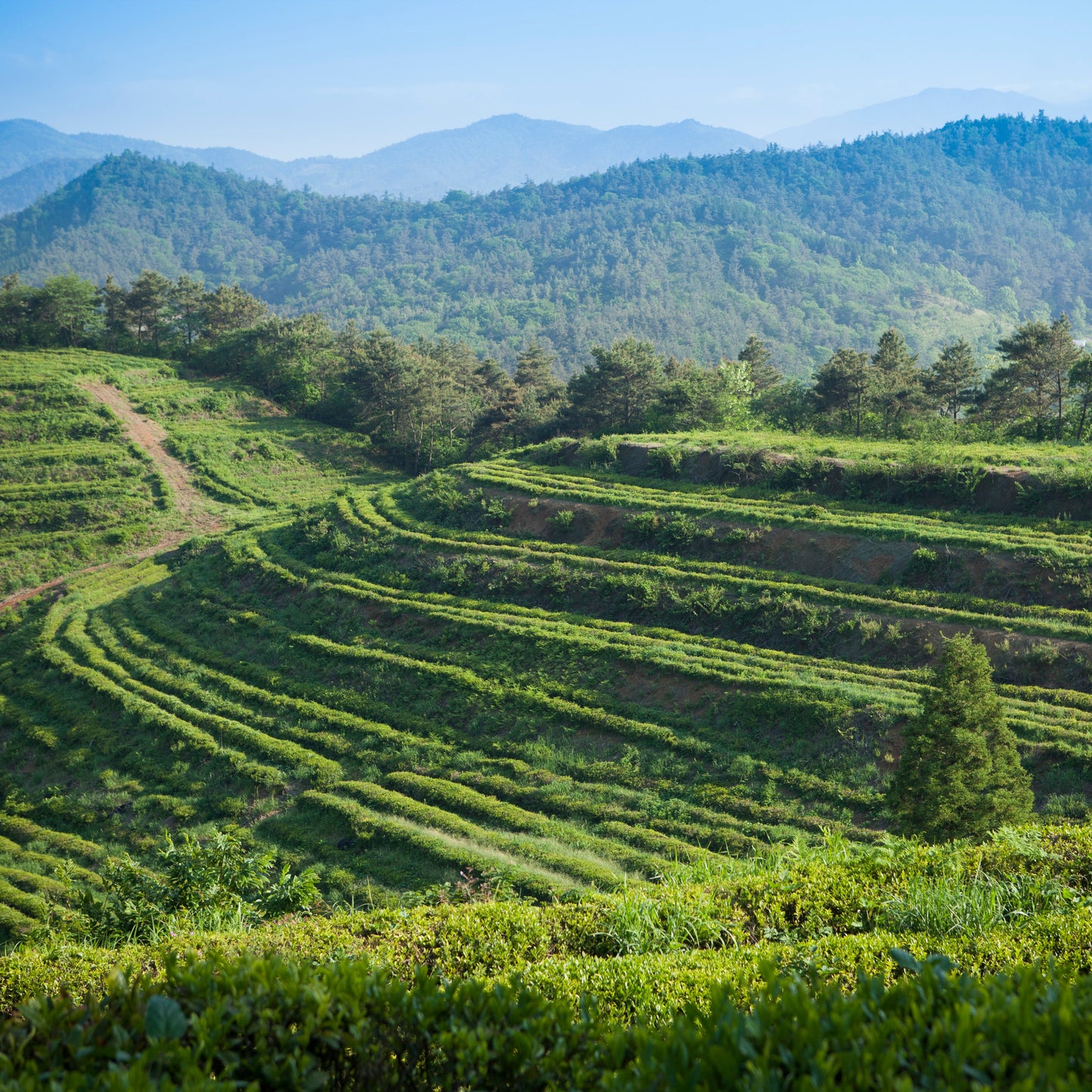 Korean Tea Ritual Gift Set