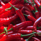 Close-up of red chili peppers with green stems