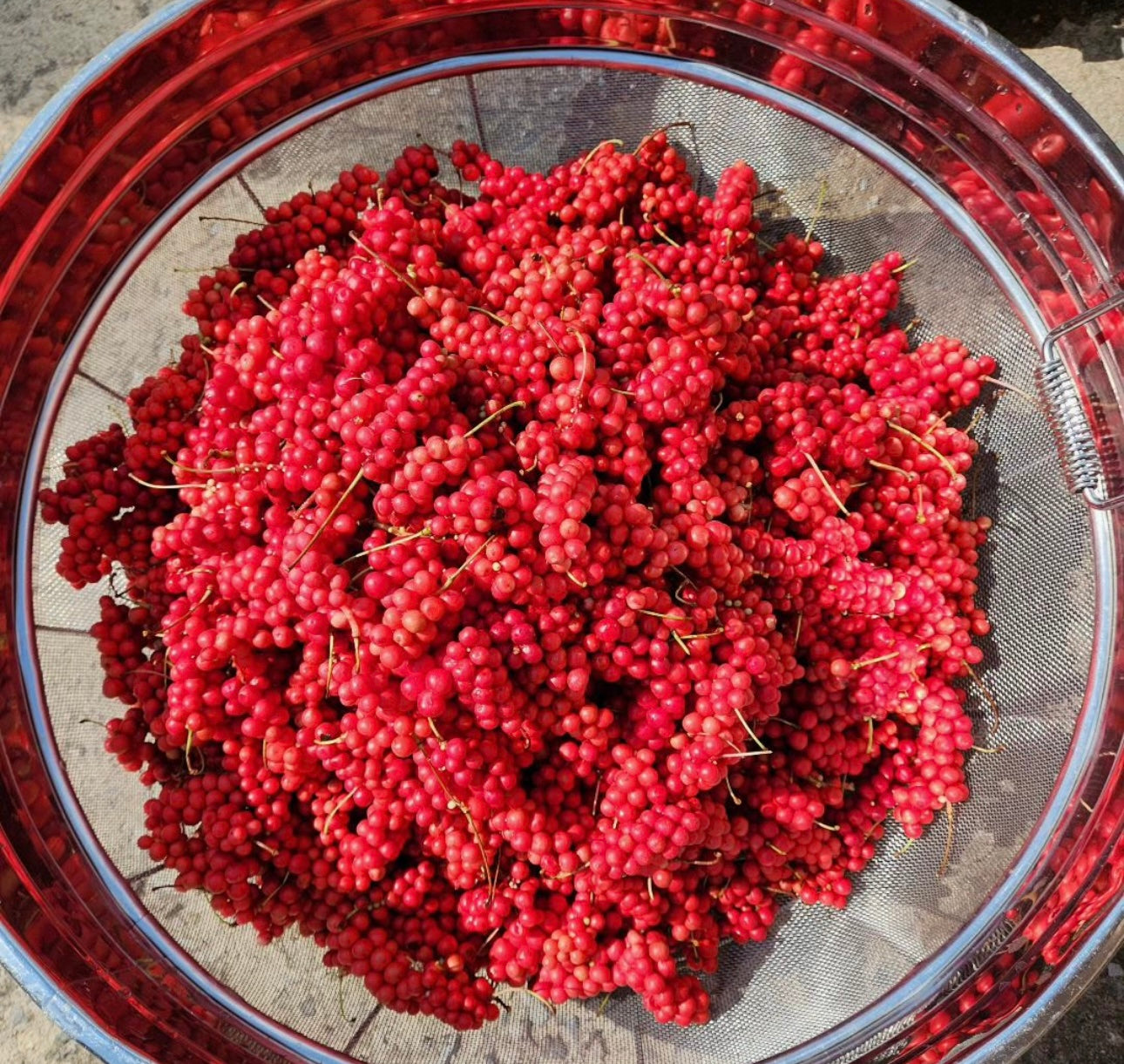 Omija Extract