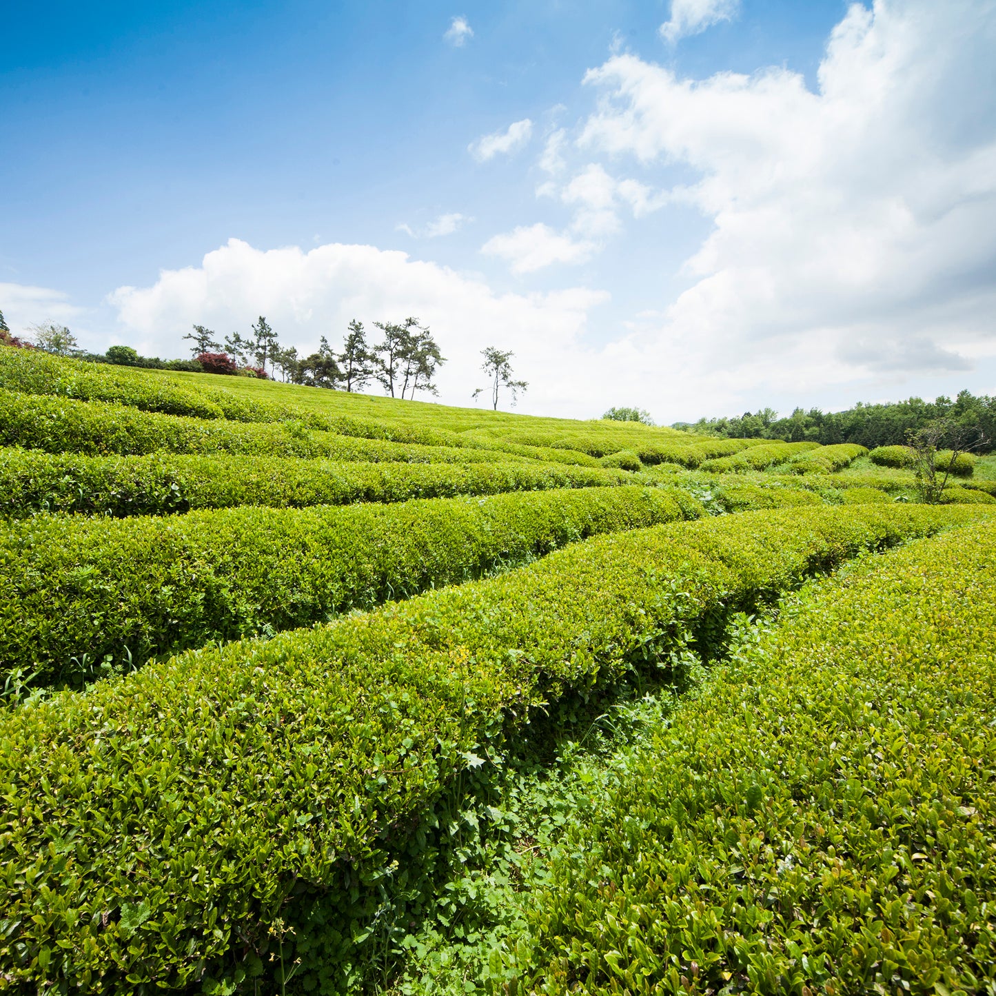 Korean Tea Ritual Gift Set