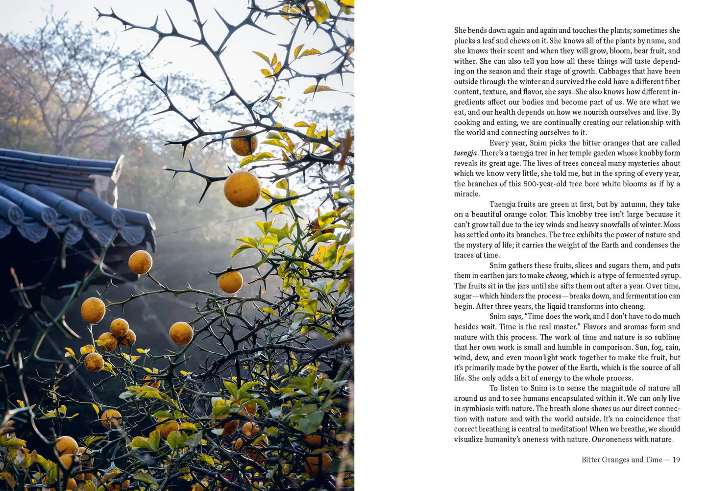 Korean Temple Cooking book spread with orange fruit on branches and text