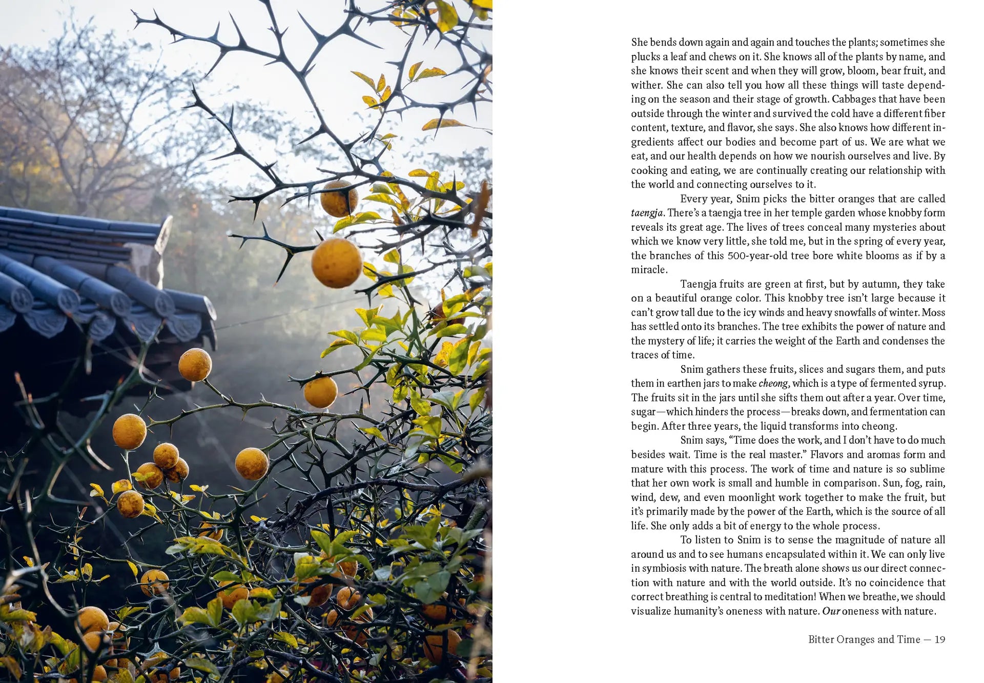 Korean Temple Cooking book spread with orange fruit on branches and text