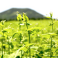 Organic Tartary Buckwheat