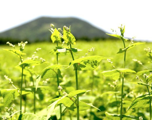 Organic Tartary Buckwheat