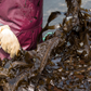Miyeok (Sea Mustard) 20g x 2 packs