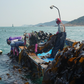 Dashima (Kelp) 120g