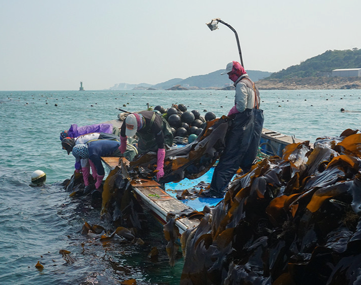 Dashima (Kelp) 120g