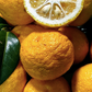 Organic Yuzu/Yuja (Citron) Juice