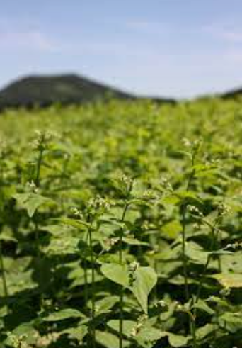 Organic Tartary Buckwheat Tea