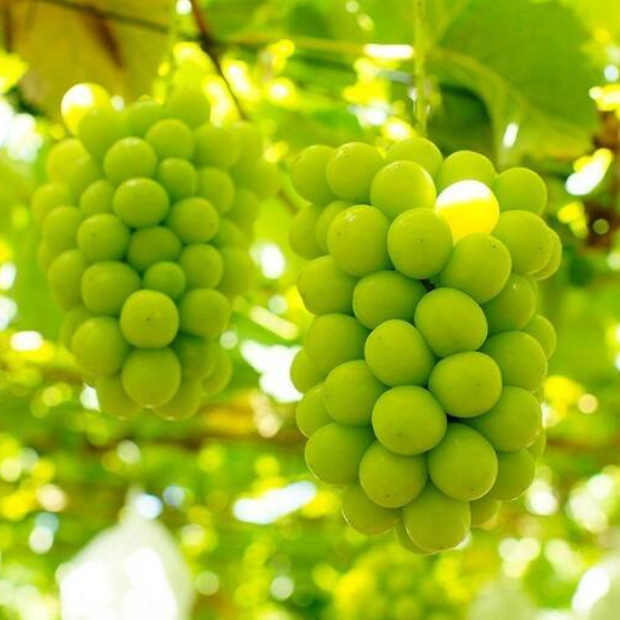 프리미엄 과일 선물세트 1호 (배 3, 사과3, 샤인 머스캣 2) (Delivery available only in Korea)