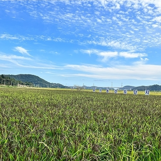 Crispy Brown Rice Lotus Root Chips