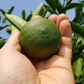 Whole green tangerine fruit held in a hand