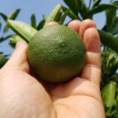 Whole green tangerine fruit held in a hand