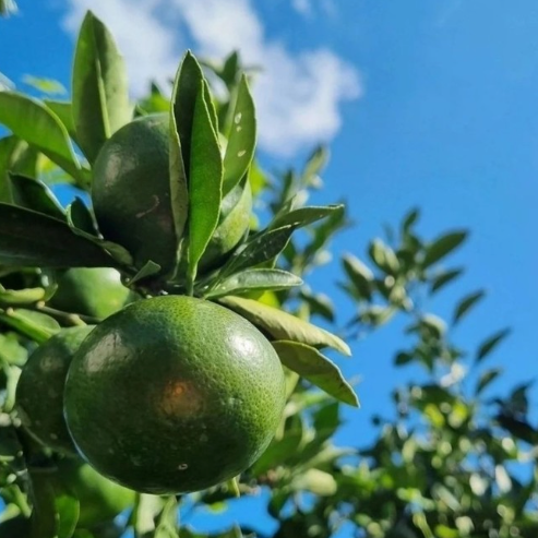 Green tangerines growing on a tree branch with leaves