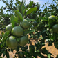 Green tangerines on a leafy tree with fruit clustered on branches