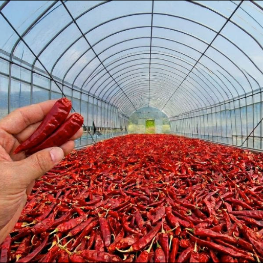 Sun-drying red chili peppers in a greenhouse with hand holding a chili